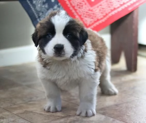 prestigiosa cucciolata di cane di san bernardo | Foto 0