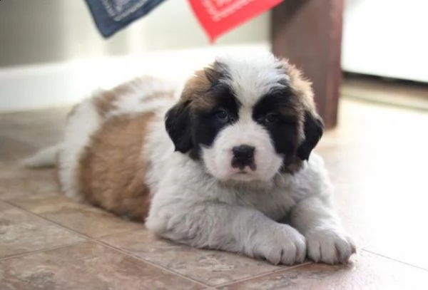 prestigiosa cucciolata di cane di san bernardo