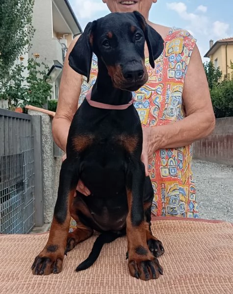 Cucciola di Dobermann 