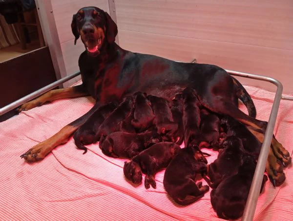 Cuccioli di Dobermann  | Foto 0