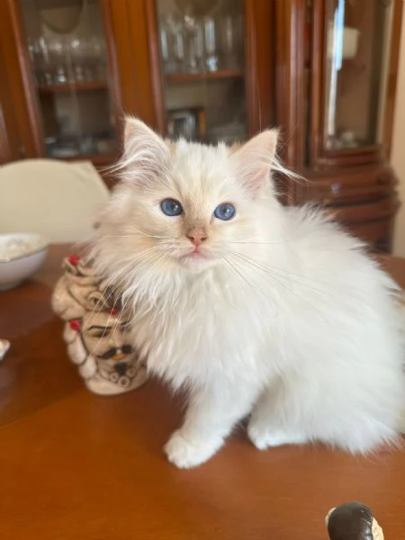 Ragdoll Cuccioli bellissimi | Foto 4