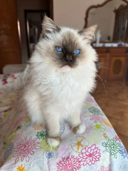 Ragdoll Cuccioli bellissimi | Foto 3