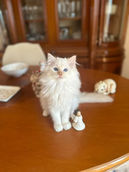 Ragdoll Cuccioli bellissimi | Foto 0