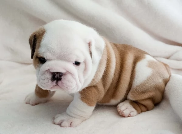 Cuccioli di Bulldog inglese | Foto 1