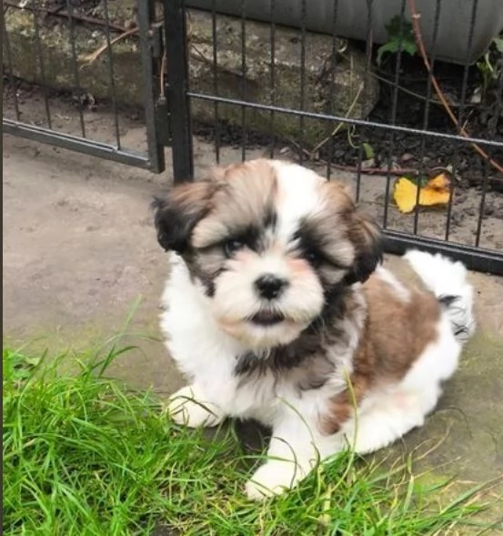 Bellissimi cuccioli di shihtzu | Foto 1