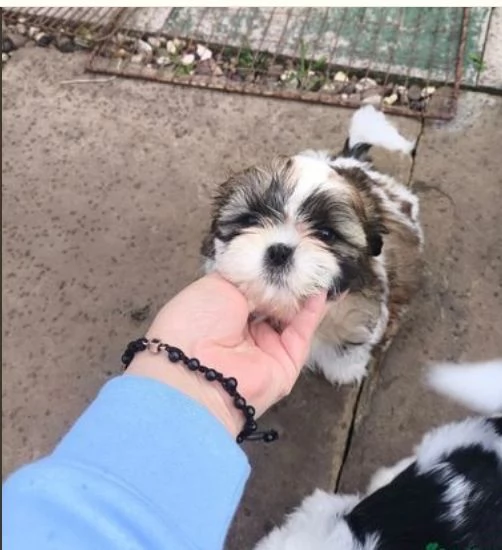 Bellissimi cuccioli di shihtzu