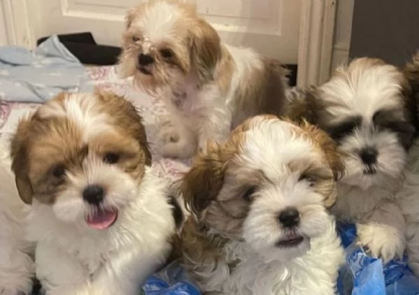 Bellissimi cuccioli di shihtzu | Foto 0