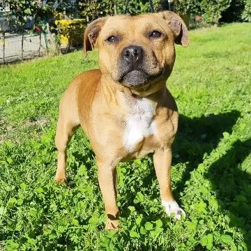 Staffordshire bull terrier cuccioli 