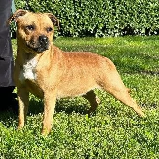 Staffordshire bull terrier cuccioli  | Foto 2