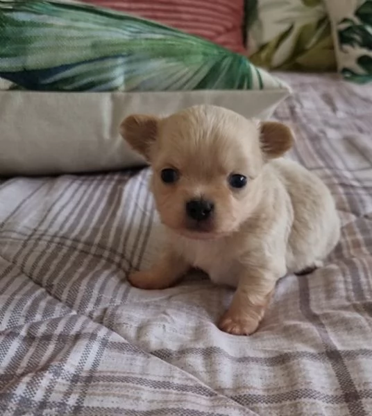 Chihuahua pelo lungo 