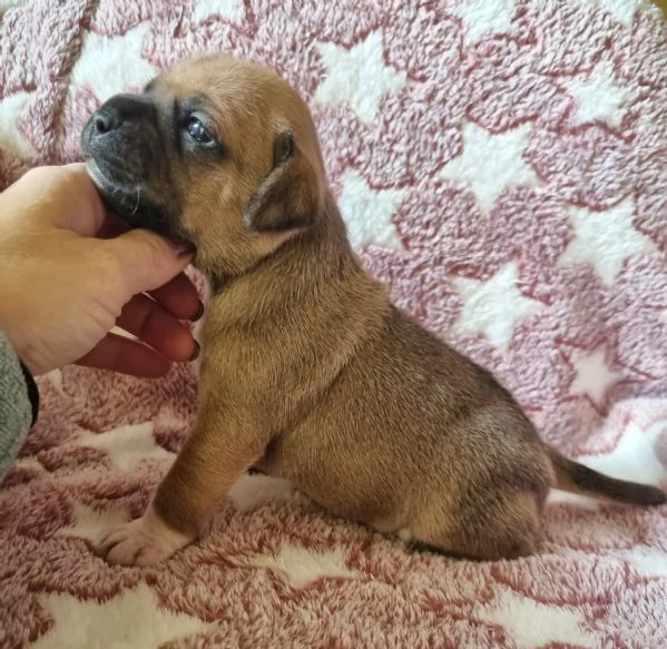 Staffordshire bull terrier cuccioli 