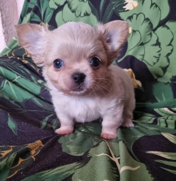 Chihuahua pelo lungo cucciolo  | Foto 4