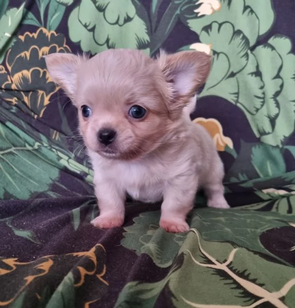 Chihuahua pelo lungo cucciolo  | Foto 3