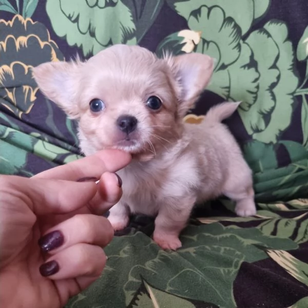 Chihuahua pelo lungo cucciolo 