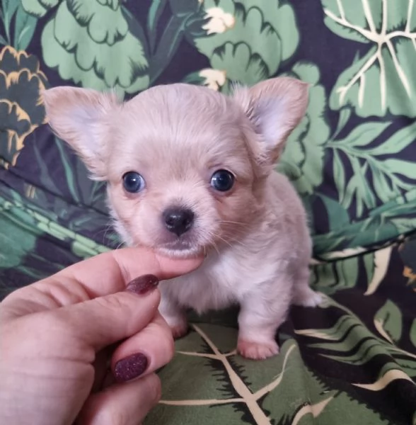 Chihuahua pelo lungo cucciolo  | Foto 0