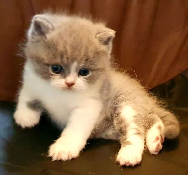 Cuccioli British shorthair con pedigree  | Foto 2