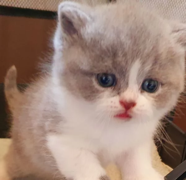 Cuccioli British shorthair con pedigree 