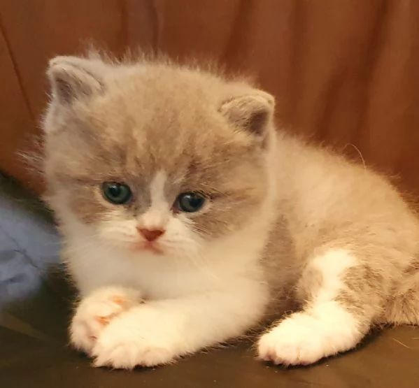 Cuccioli British shorthair con pedigree  | Foto 1