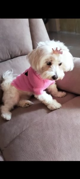 Cuccioli maltese 