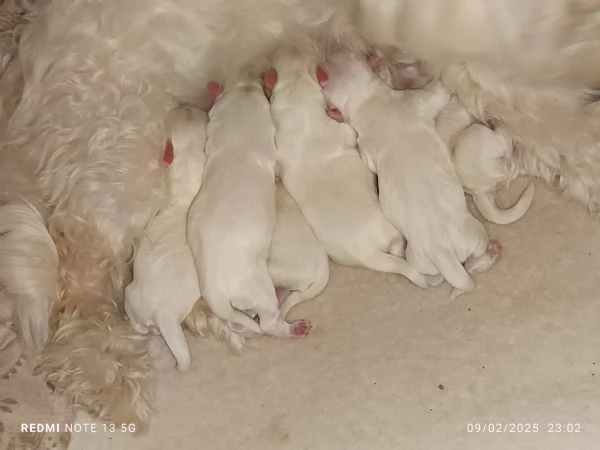 Cuccioli maltese  | Foto 4