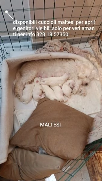 Cuccioli maltese  | Foto 2