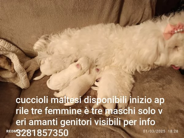 Cuccioli maltese  | Foto 1