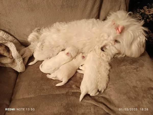 Cuccioli maltese  | Foto 0