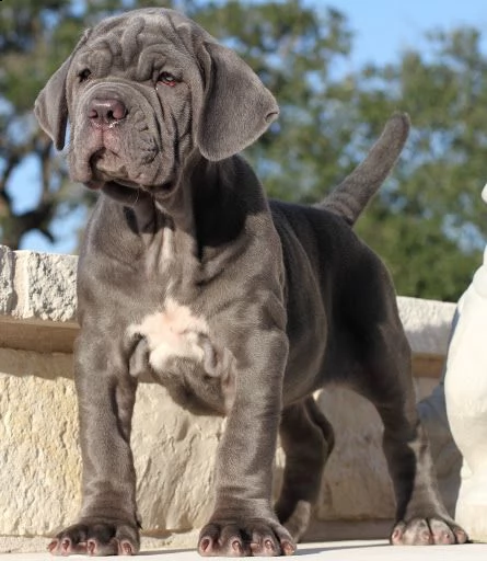 cuccioli di mastino napoletano | Foto 1