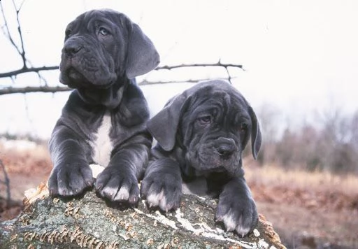 cuccioli di mastino napoletano | Foto 0