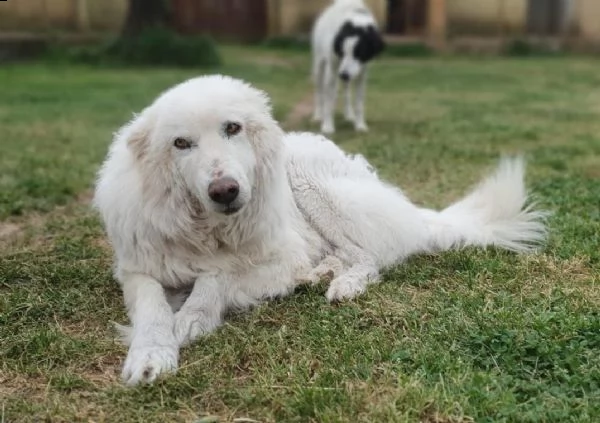 rino un batuffolone tutto pelo e dolcezza che ha bisogno di te