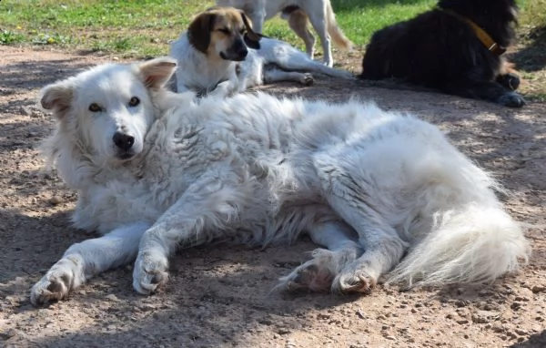 rino un batuffolone tutto pelo e dolcezza che ha bisogno di te | Foto 4