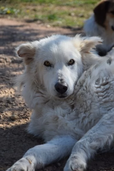 rino un batuffolone tutto pelo e dolcezza che ha bisogno di te | Foto 3