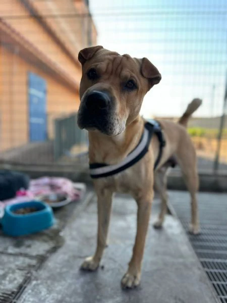 Bobby simil shar pei in adozione