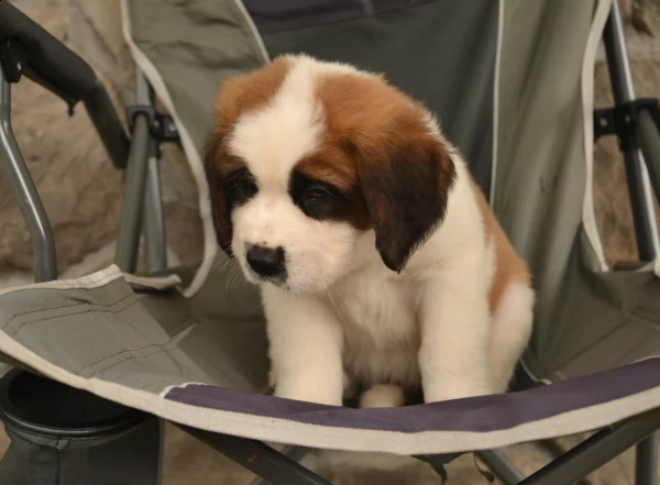 spettacolari cuccioli san bernardo taglia gigante | Foto 1