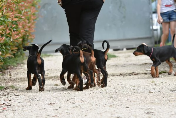 Cuccioli Dabermann New Litter | Foto 1