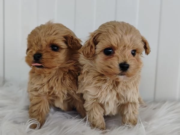 MALTIPOO CUCCIOLE