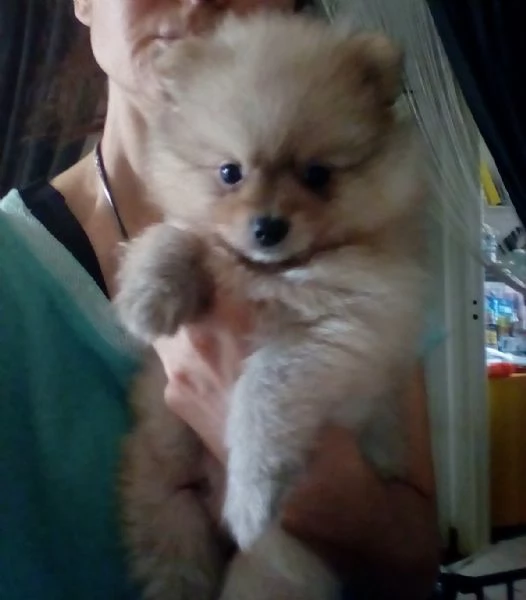 Cuccioli pomerania spitz nano | Foto 0