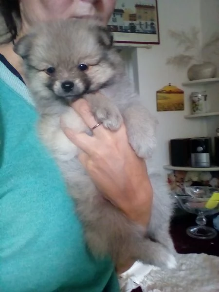 Cuccioli pomerania spitz nano