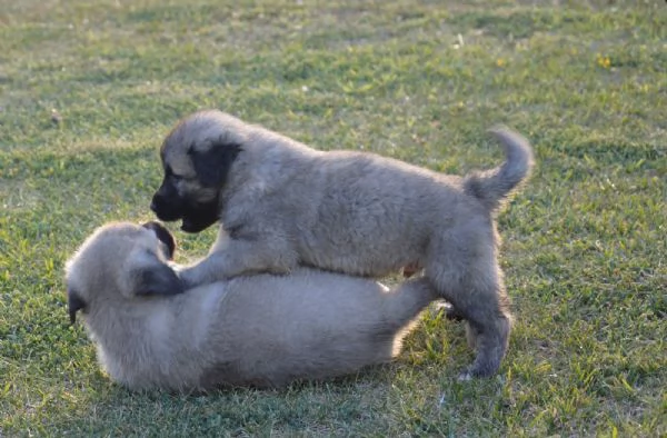 Kangal Cuccioli