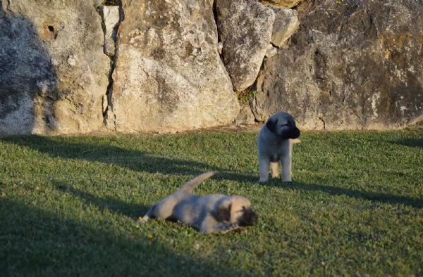 Kangal Cuccioli | Foto 4