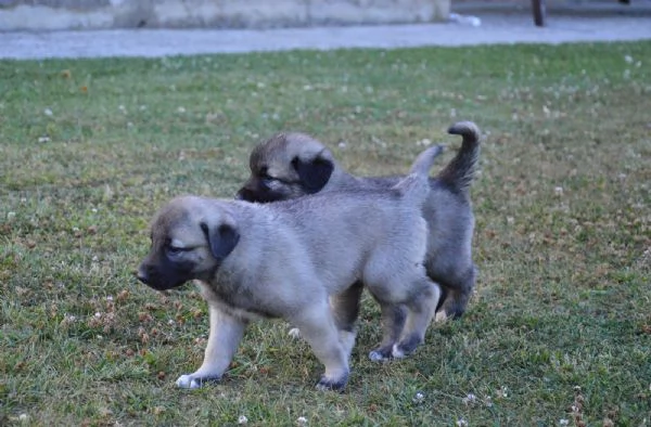 Kangal Cuccioli | Foto 2