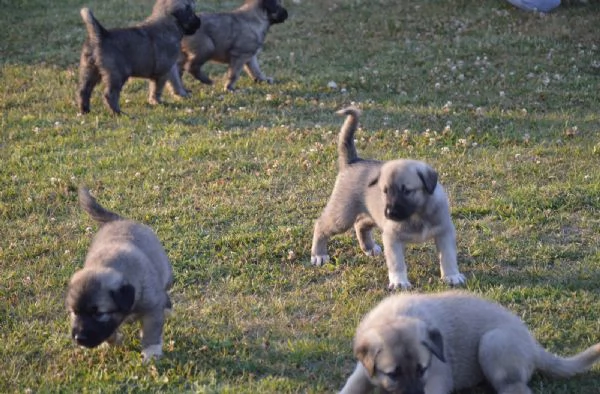 Kangal Cuccioli | Foto 1