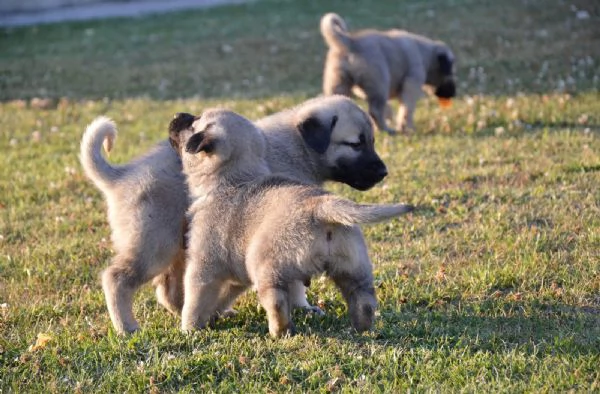 Kangal Cuccioli | Foto 0