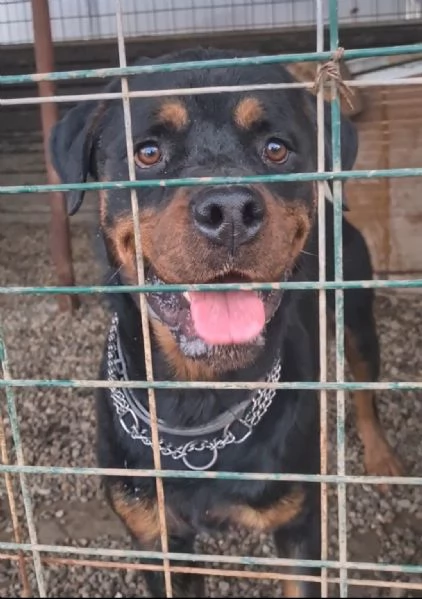 Koby rottweiler di 2 anni | Foto 1