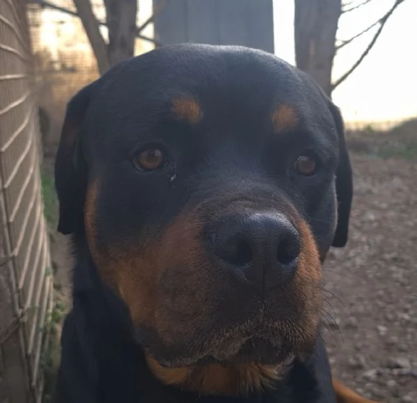 Koby rottweiler di 2 anni