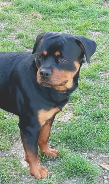 Koby rottweiler di 2 anni | Foto 3