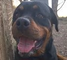 Koby rottweiler di 2 anni | Foto 1