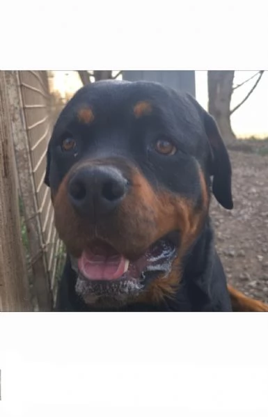 Koby rottweiler di 2 anni | Foto 0