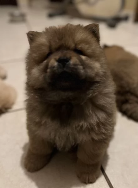 Cuccioli chow chow 