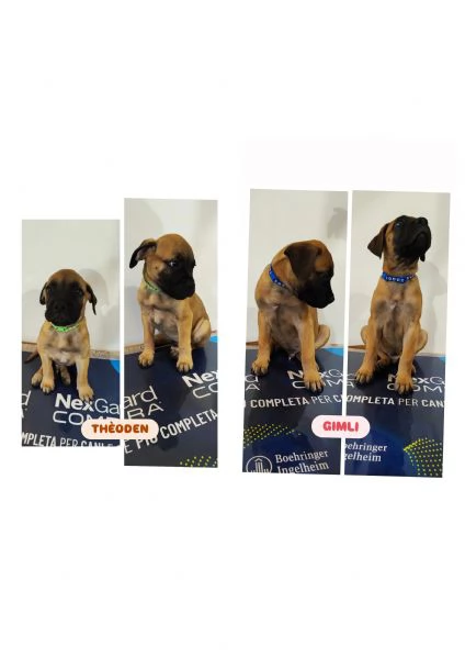 CUCCIOLI DI BULLMASTIFF | Foto 4